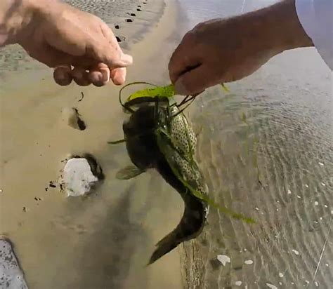 Fishing Baja (Norte) On Uncrowded Beaches .